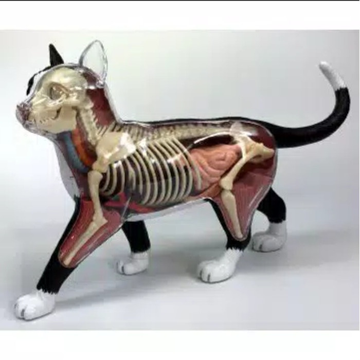 Anatomi Hewan Kucing