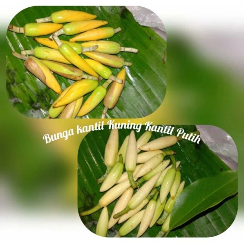 Bunga Kantil Kuning Kantil Putih