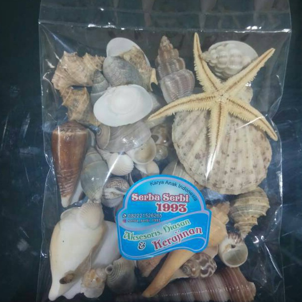 81 Aksesoris Cangkang Kerang Laut 200gr Untuk Hiasan Dan Kerajinan Tangan ←Pasti Murah