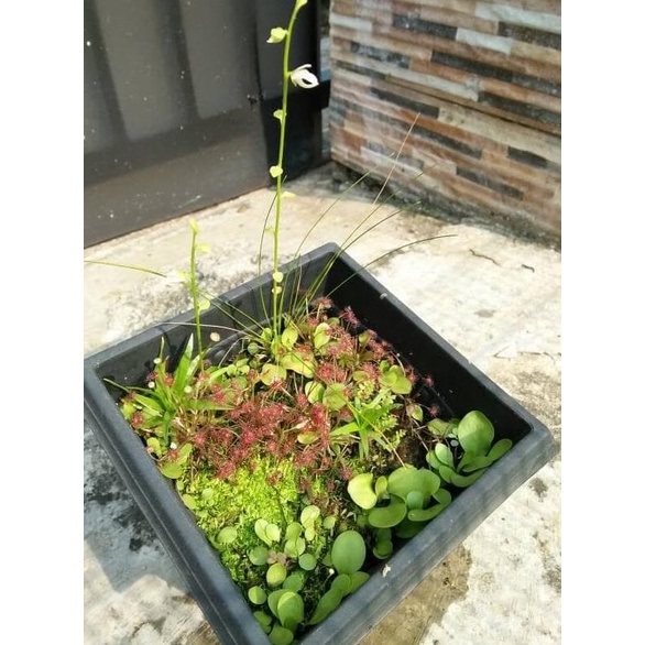 Ready Terrarium / Paludarium Tanaman Karnivora fullset
