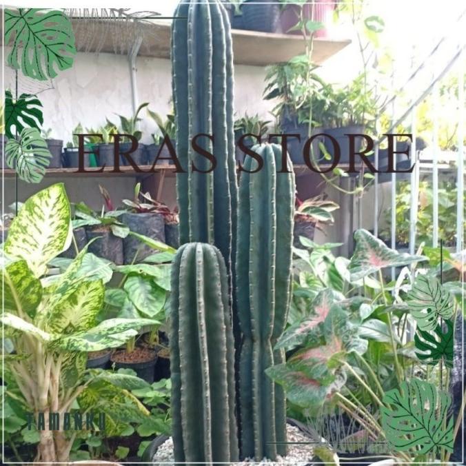 BARU  Kaktus koboi tinggi besar isi 3 pohon (Tinggi 1 meter lebih)