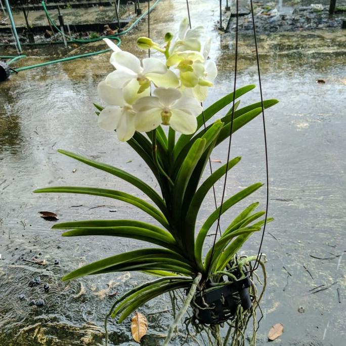 BARU  Anggrek Vanda gantung bunga putih besar / Anggrek Vanda