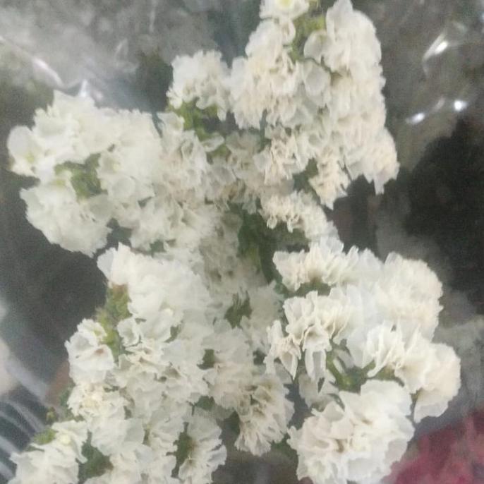 6.6 Bunga Statice / Bunga Tangkai Statis/ Bunga Statis Fresh