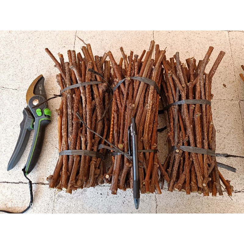 cutting RM/Red Master cuting rs rootstock