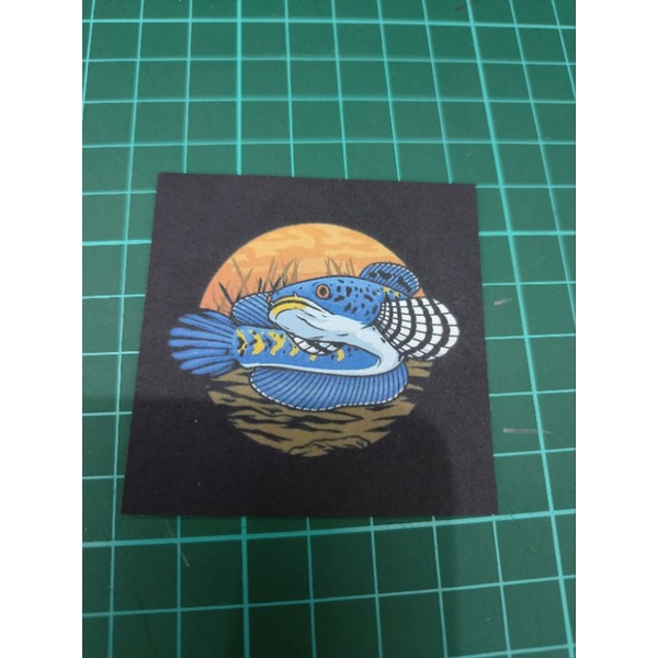 Sticker Ikan Channa