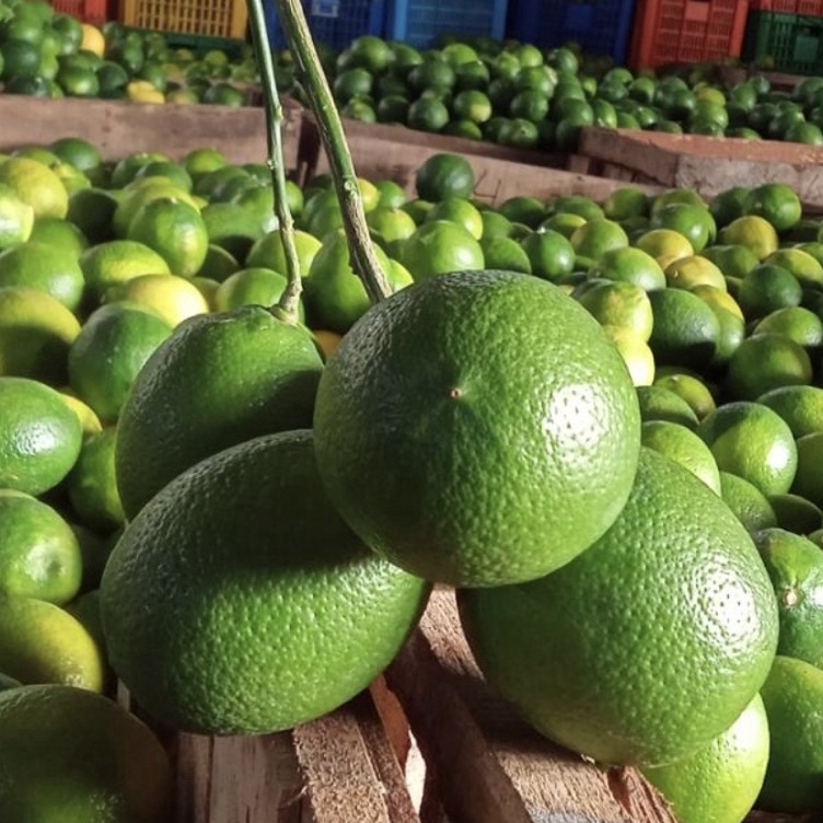 

TERBAIK Jeruk Lemon California HIJAU 1/2 kg 500 gram by Suur Lemoen ID