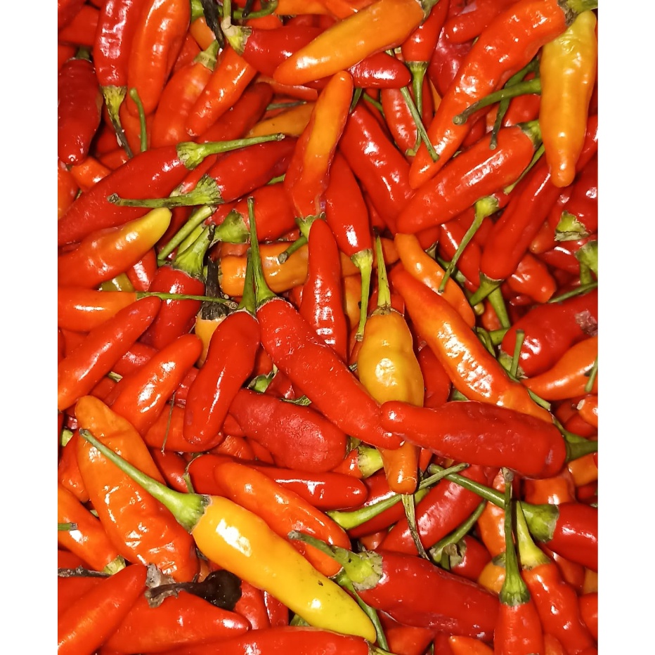 

➳ CD 6652 CABE RAWIT MERAH FRESH Terbaru ®