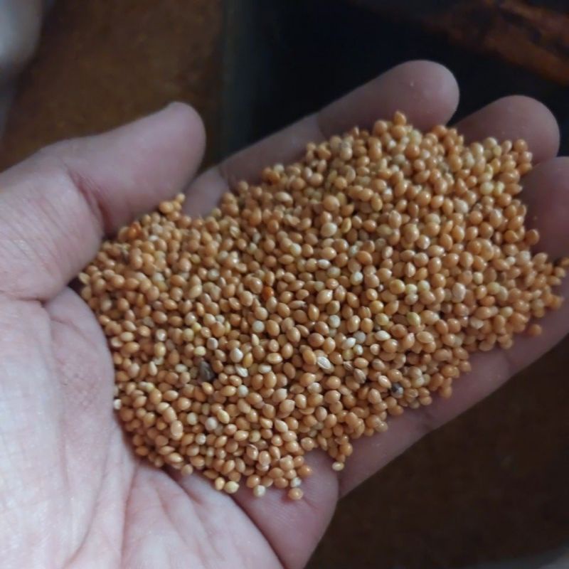 milet kuning 1kg