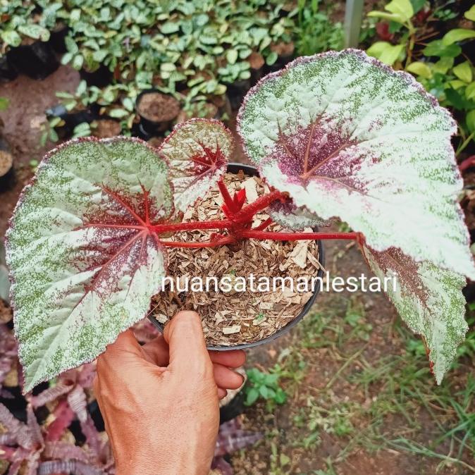 Ready Tanaman Begonia Rex Pelangi / Pohon Begonia Rex Silver