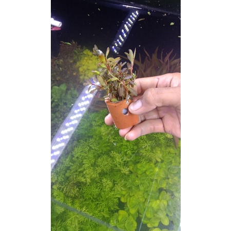 Ludwigia inclinata brown per pot