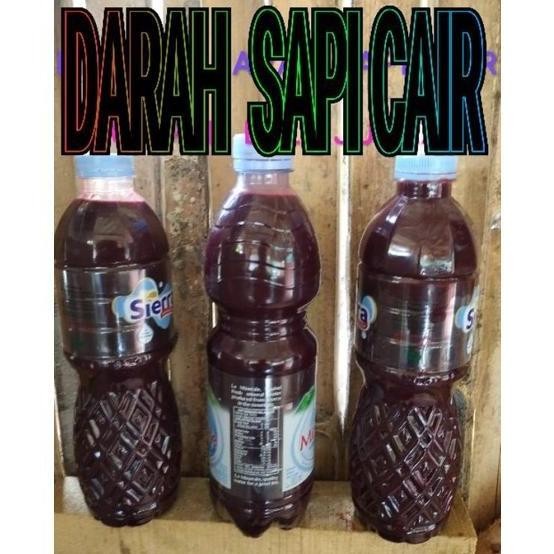 marus darah sapi