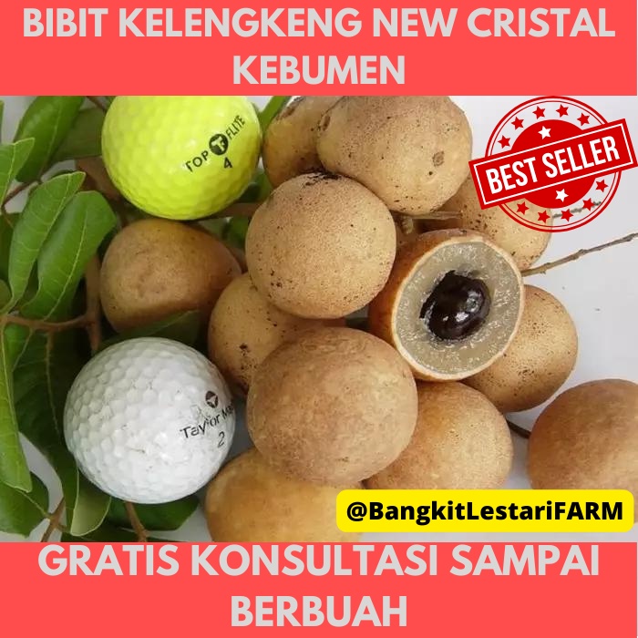 Bibit Kelengkeng New Cristal, Bibit Kelengkeng SUPER GENJAH