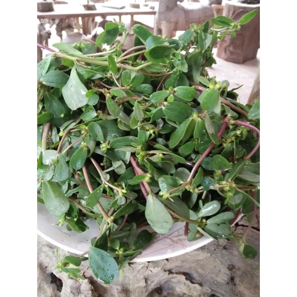 

Promo daun krokot segar 1 kg
