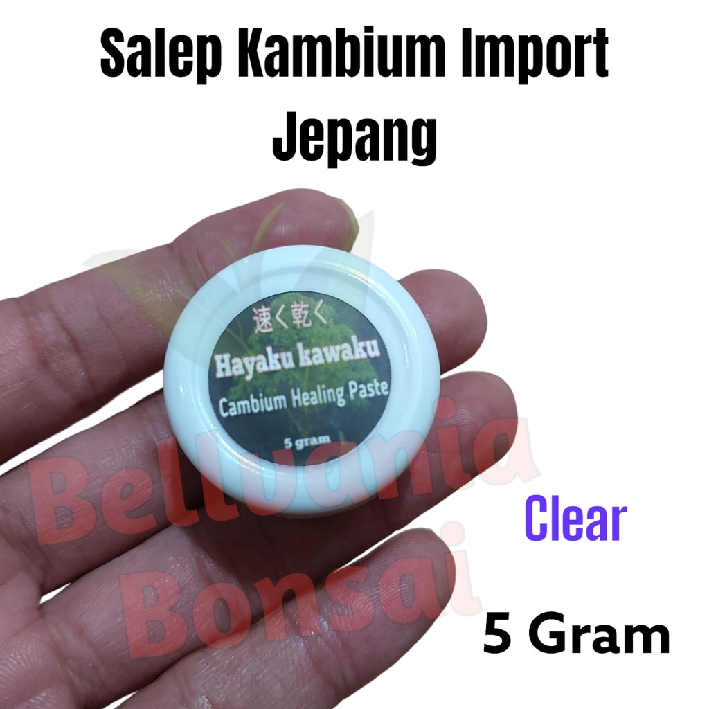 Salep Kambium Import Jepang Hayaku Masaku Kemasan Repack 5 Gram