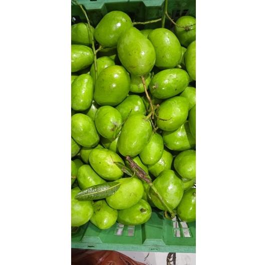 

TERBARU mangga jamson /mangga belah biji / mangga muda / mangga rujak / mangga mengkal / mangga tua / mangga asam / mangga garing
