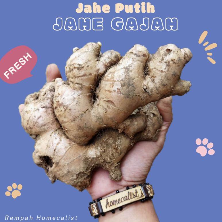 

『Perdana』 Jahe Gajah 1Kg Jahe Putih Jahe Sayur Jahe Segar