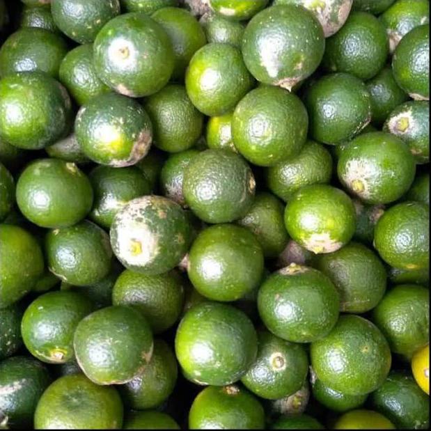 

(Terbaik) Jeruk Asam Sonkit 500 Gram