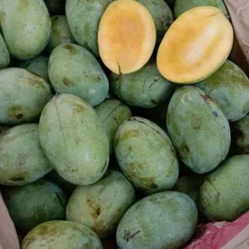 

Mangga manalagi / buah mangga manalagi madu