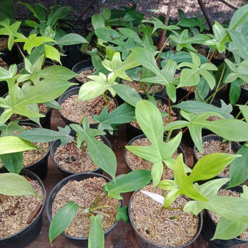 TANAMAN HIAS PHILODENDRON FLORIDA GHOST