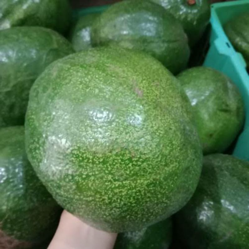 Bibit alpukat kendil/markus siap tanam