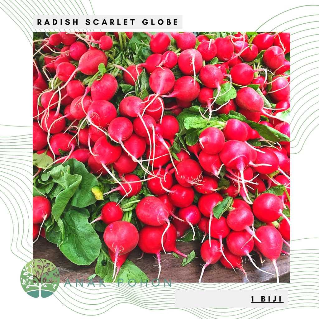 Benih Bibit Biji - Radish Scarlet Globe (Raphanus sativus) Lobak Bulat Merah Seeds - IMPORT