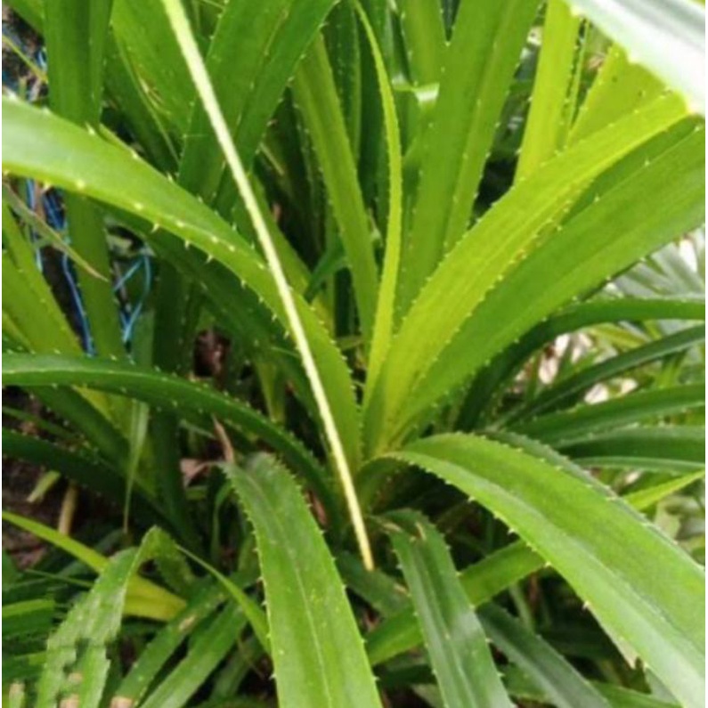

Jual daun pandan duri/500 gram
