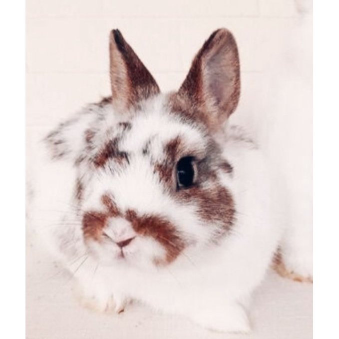 kelinci Netherland dwarf