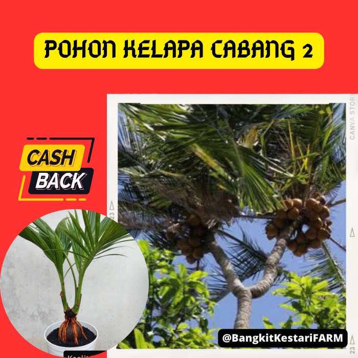 Pohon Kelapa Cabang 2, Pohon Kelapa Cabang 2 SUPER GENJAH, Pohon Kelapa BERKUALITAS