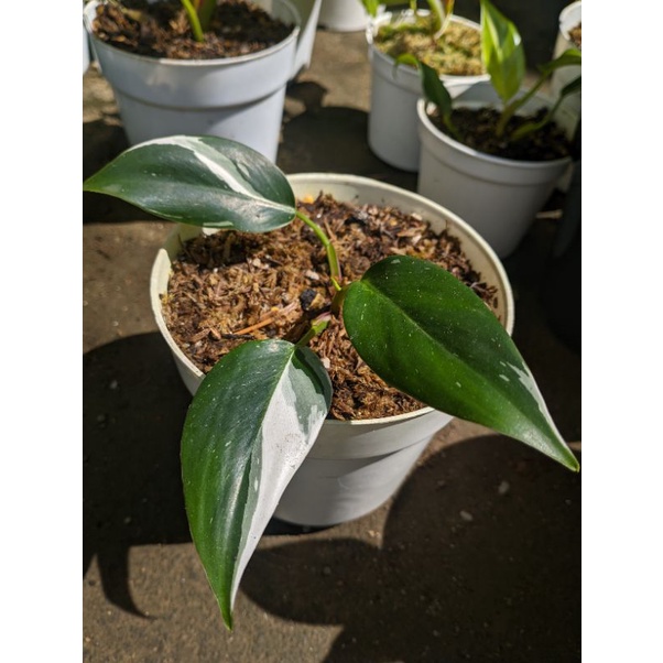 philodendron white princess