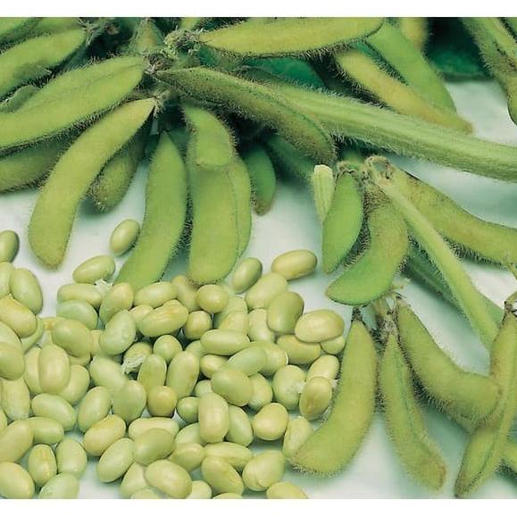 

SALE BIJI KACANG KEDELAI SOY BEAN KACANG KEDELE 500G