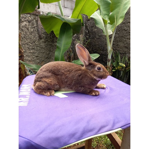 Kelinci Rex bulu karpet jantan remaja (6).