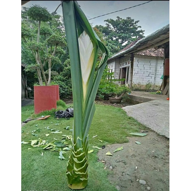

Kembang Pandan Wangi fresh