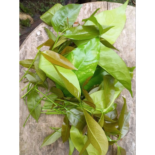 

daun melinjo daun so daun melinjo muda harga per 250 gram