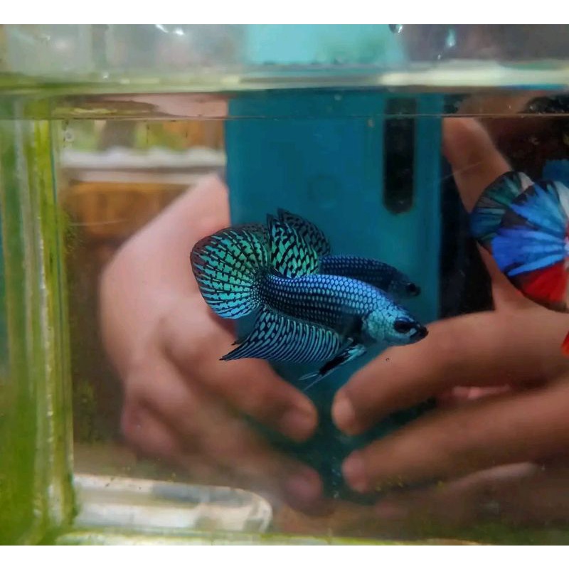 ikan cupang wild Betta alien blue