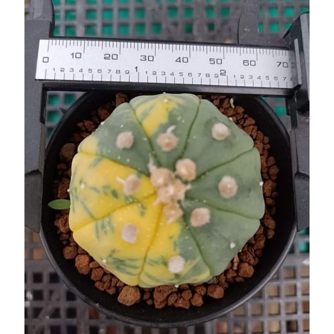 asterias astro kabuto oibo varigata