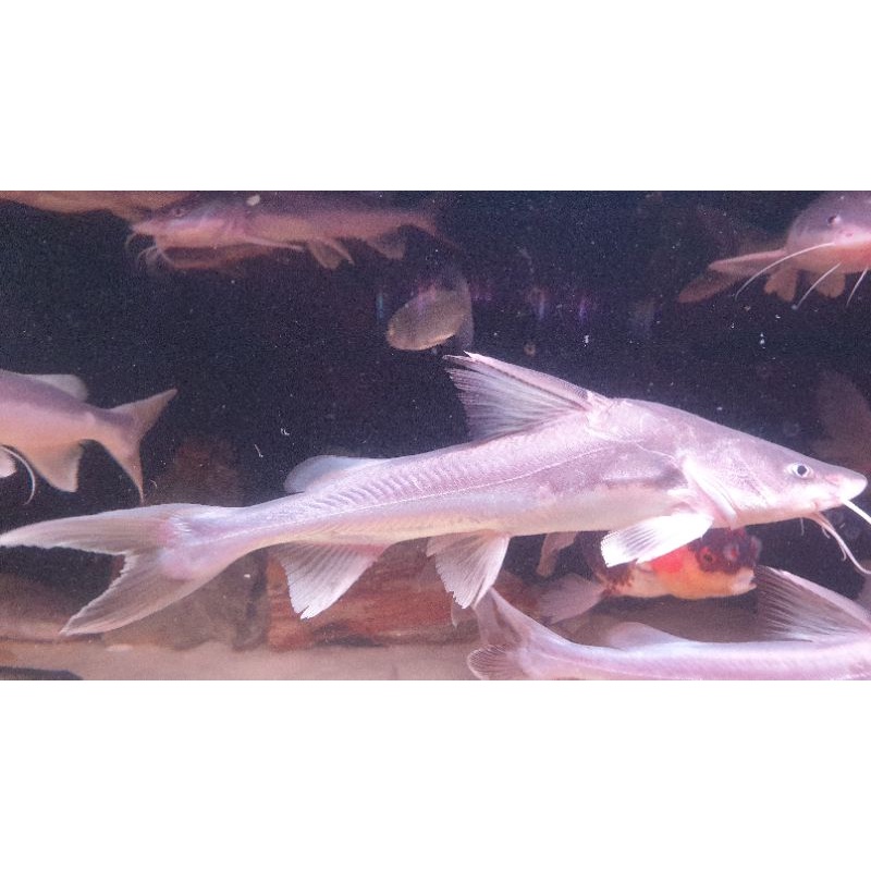 Hemiarius Stormi (Hiu Air Tawar) Lele Laut Berzirah