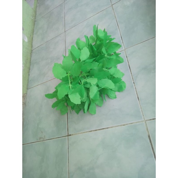 tangkai daun cabang 5.