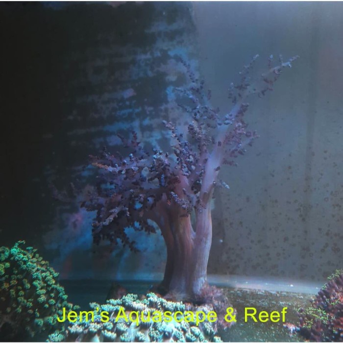 Terlaris Coral Seroja Cemara / Seroja Air / Seroja Coklat (Tree Coral)