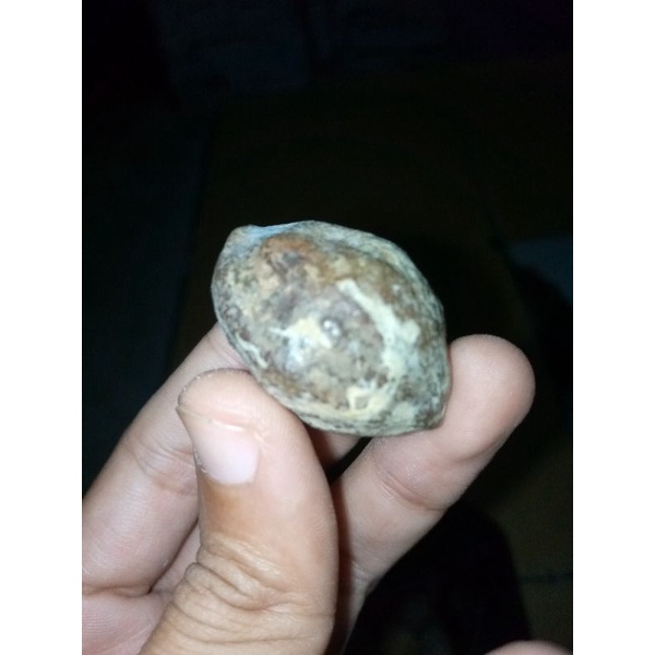 Muncang Adu Anak Pedang AP kaliwiro