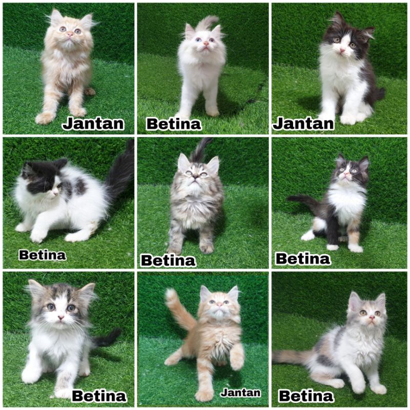 Jual Anak Kucing Kitten Persia Angora Anggora Bulu Lebat Panjang Bulu Kapas Riwux Flatnose Peaknose