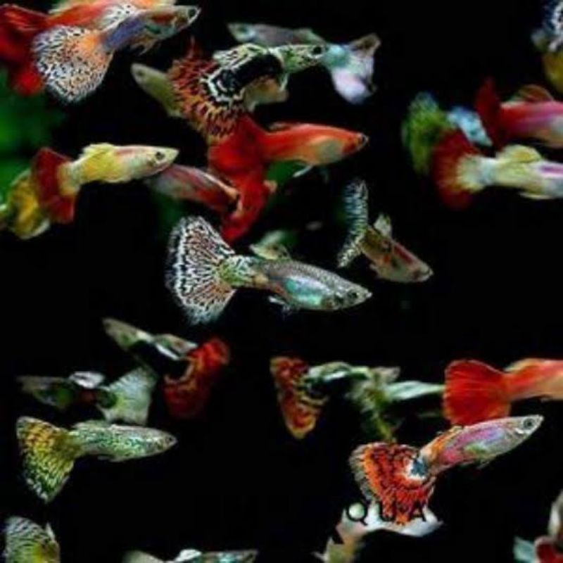 Guppy Cendolan Campur Super Murah Hiasan Aquarium