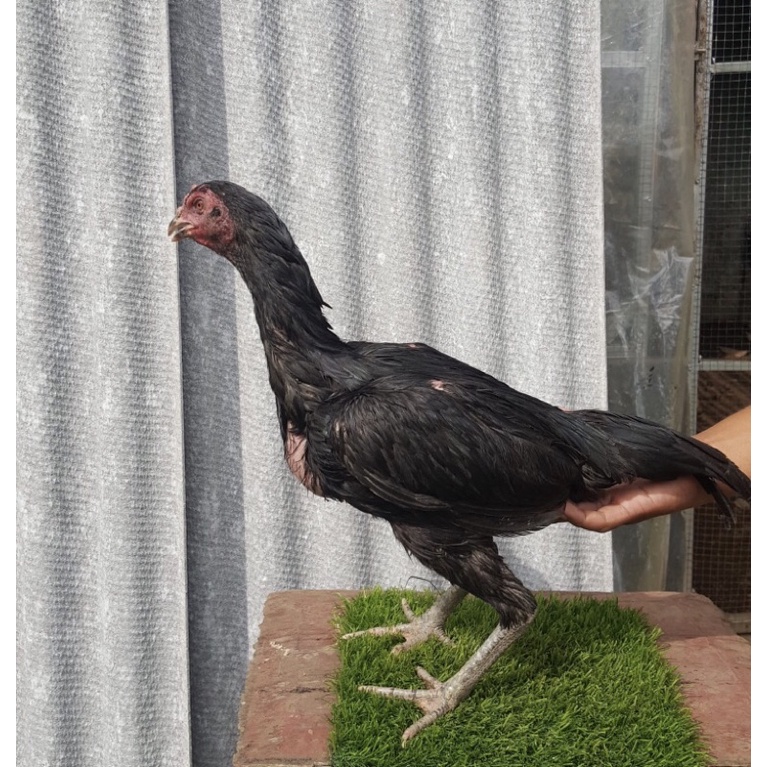 pakhoy maneedaeng x blackbull full brakot - babon brakot - betina pakhoy full brakot