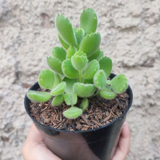 Cotyledon Tomentosa | DP 10cm | Sukulen