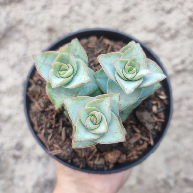 Crassula Conjuncta | DP 10cm | Sukulen