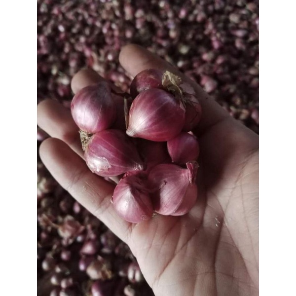 

bawang merah