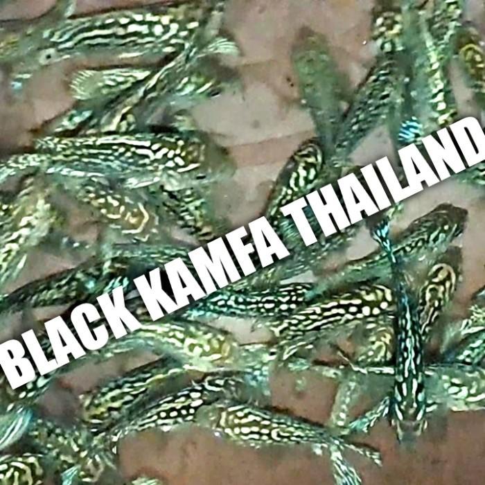 Terlaris Black Kamfa F2 Original Thailand