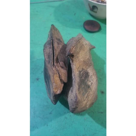 Tunggul Kayu gaharu super kalimantan