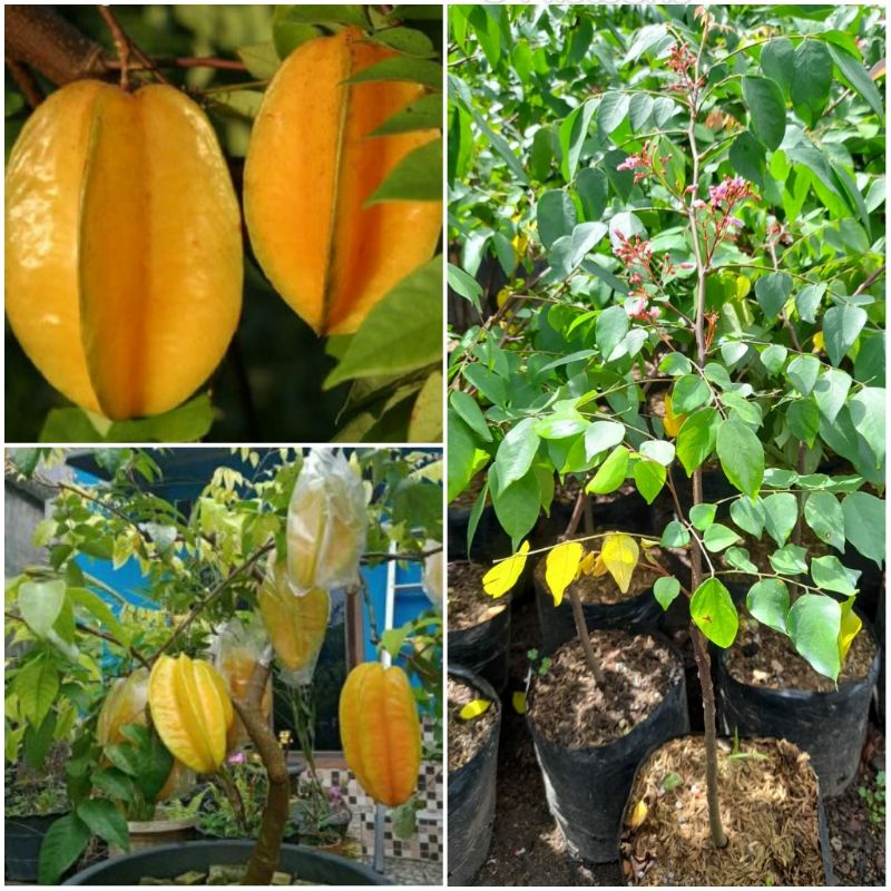 Tanaman Belimbing Madu / Belimbing Wulan Madu / Belimbing Buah Besar Manis