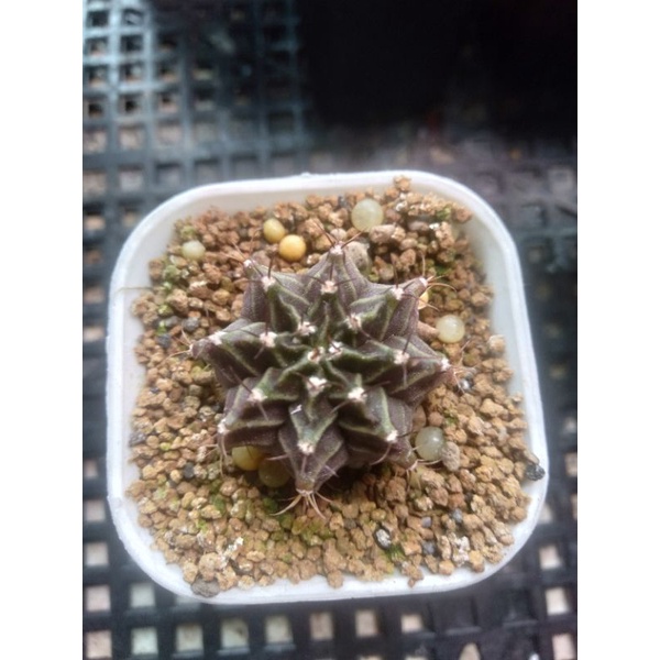 Tanaman hias kaktus gymno miha daydream hybrid