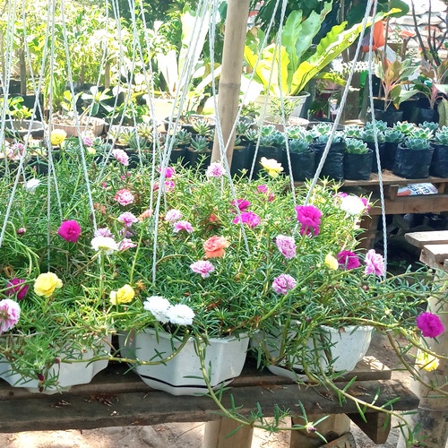 Bibit Bunga Krokot Warna Warni Cantik Murah TERLARIS